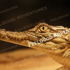 An Unforgettable Family Adventure at the Dubai Crocodile Park