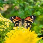 Exploring Dubai Butterfly Farm: A Captivating Family Adventure