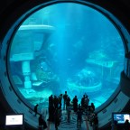 A Family Odyssey: Discovering SeaWorld Abu Dhabi’s Magic Together